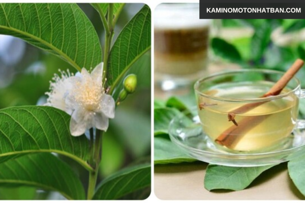 Lợi ích của việc gội đầu bằng lá ổi